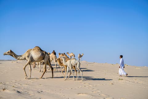Baby camel bonanza: QNTC celebrates the end of  calving season with endearing mother & baby images