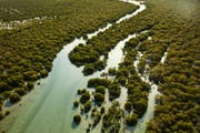 A Surprising Green Adventure In Qatar: Why The Mangroves Matter