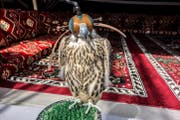 Portrait of a Saker Falcon in Hood Close-up. Hunting Falcon-Saker on a stand in an Arabic tent.