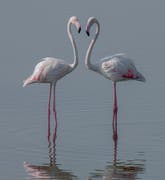 Flamingos flock to Qatar for annual migration stopover