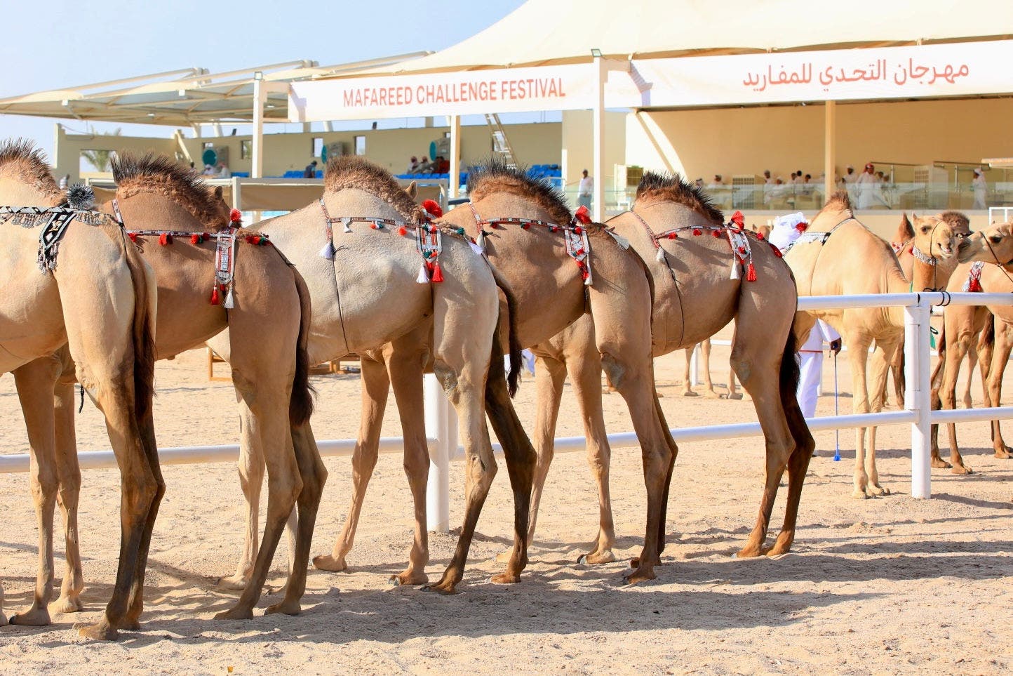 The 2nd Edition of Mafareed Challenge Festival 2025