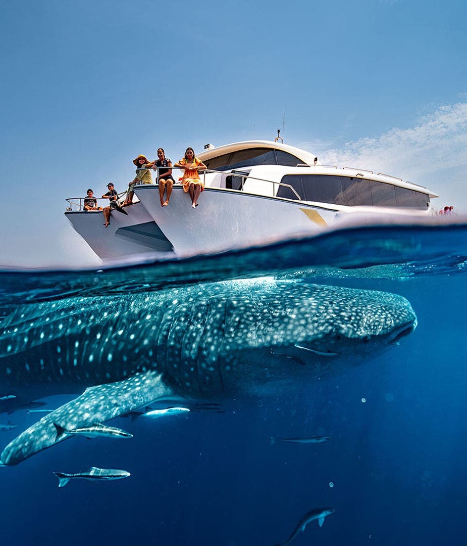 Add a whale shark tour to your package