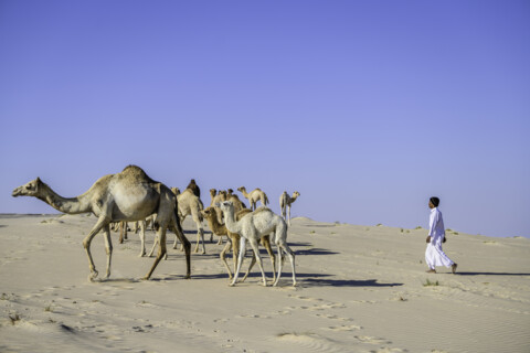 Baby camel bonanza: QNTC celebrates the end of  calving season with endearing mother & baby images